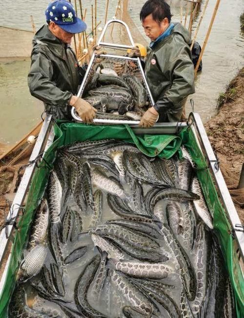黑龍魚好吃嗎怎么養(yǎng)好 黑龍魚好吃嗎怎么養(yǎng)好 龍魚百科 第9張