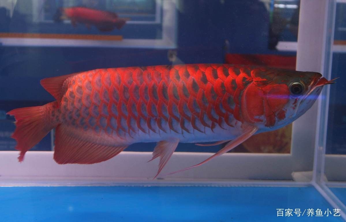 龍魚嘴巴撞破了怎么辦：龍魚嘴巴撞破了怎么辦龍魚嘴巴撞破了怎么辦