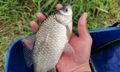 龍魚缸需要造浪泵嗎：龍魚缸是否需要造浪泵