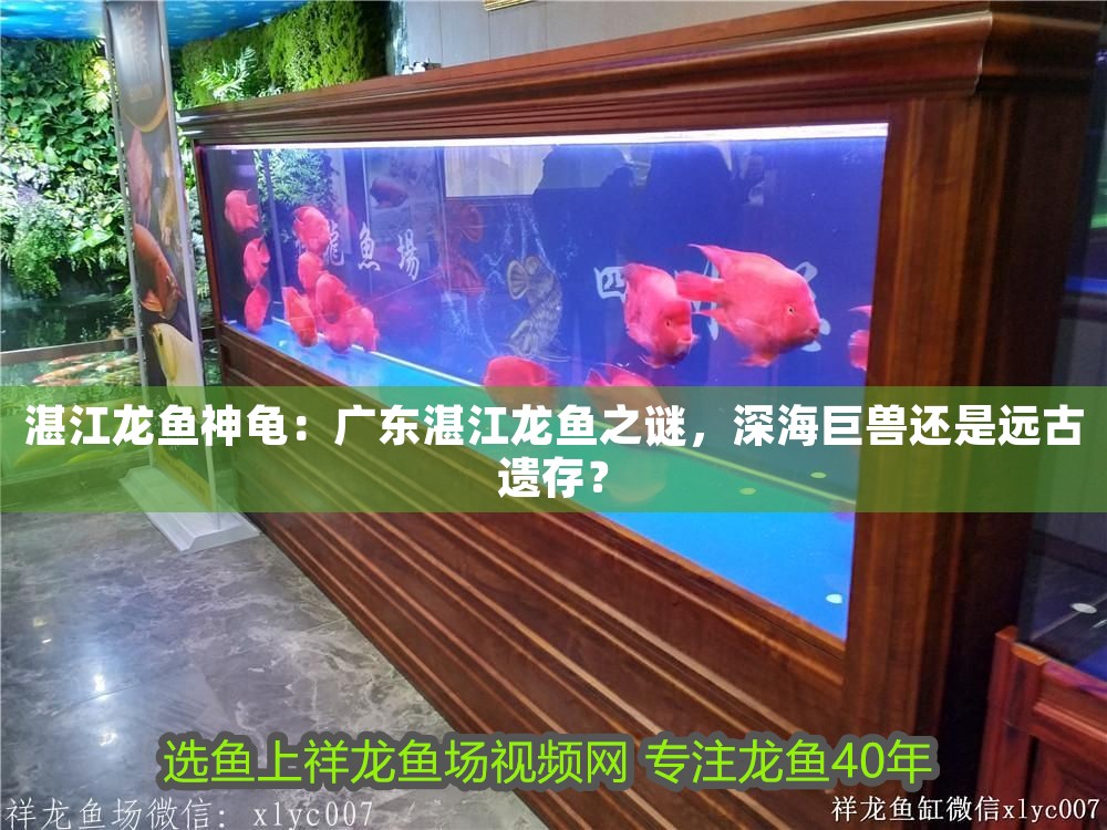 湛江龍魚神龜：廣東湛江龍魚之謎，深海巨獸還是遠古遺存？