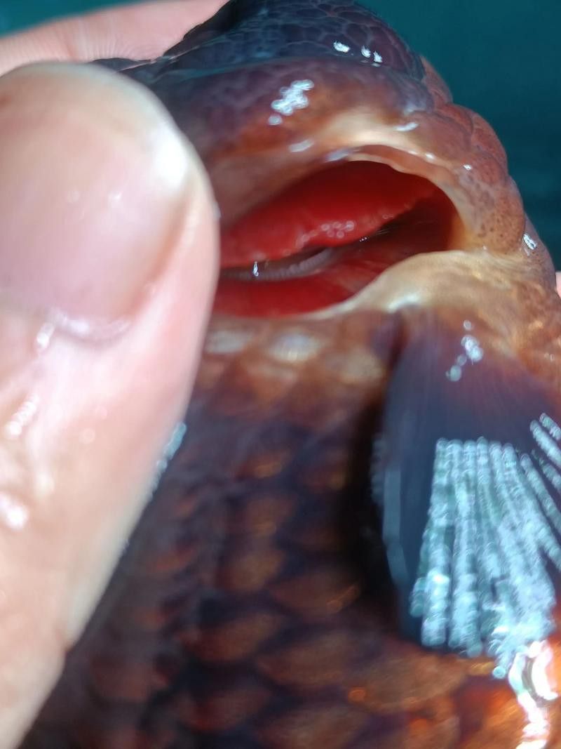 金龍魚張嘴是什么原因造成的呢