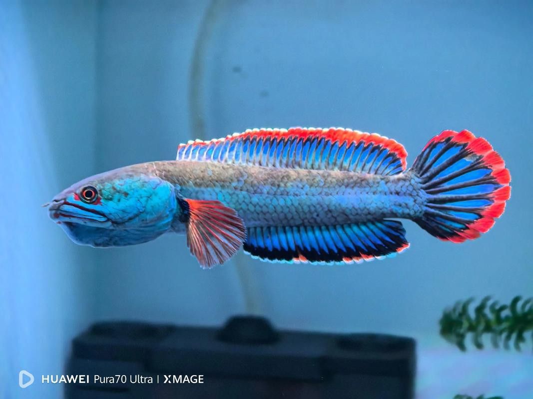 血斑雷龍魚能長多大的魚鱗