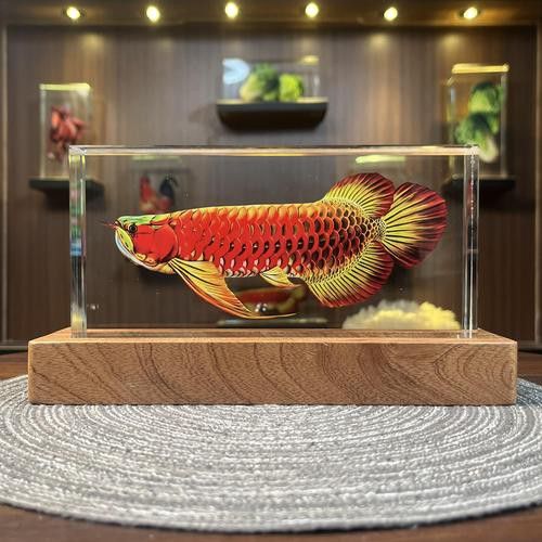 紅龍魚養(yǎng)殖方法和技巧圖解