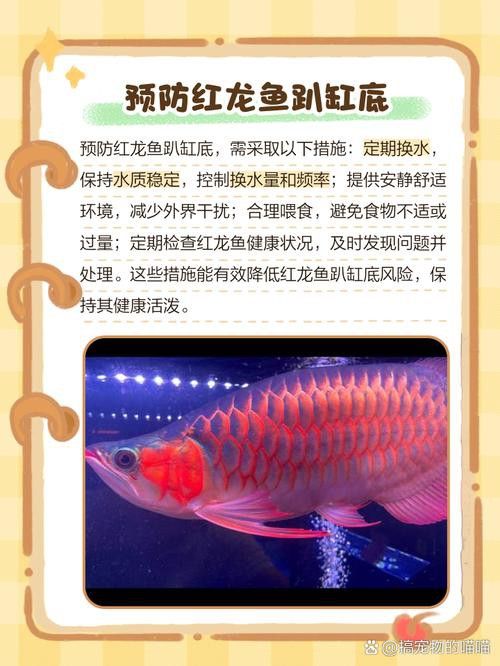 紅龍魚養(yǎng)殖方法和技巧圖解
