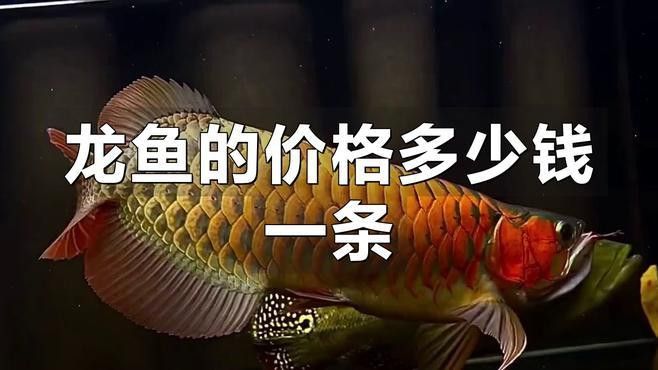 龍魚的市場價格有哪些趨勢 龍魚的市場價格有哪些趨勢 龍魚百科 第1張