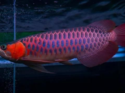 紅龍魚拍賣5個億，“紅龍魚拍賣5個億”是真的嗎？