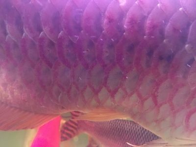 龍魚得病的表現有哪些癥狀：龍魚疾病的癥狀及其治療