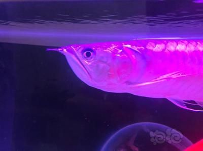 龍魚得病的表現有哪些癥狀：龍魚疾病的癥狀及其治療
