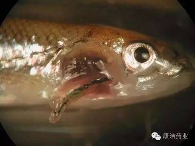 龍魚鰓里有寄生蟲（龍魚寄生蟲怎么治療）