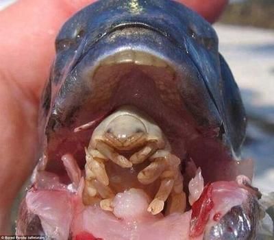 龍魚鰓里有寄生蟲（龍魚寄生蟲怎么治療）