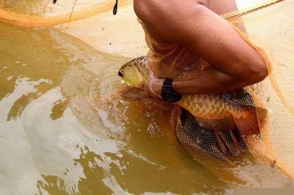 怎樣讓金龍魚開口進(jìn)食？：為了讓金龍魚開口進(jìn)食需要注意以下幾個方面