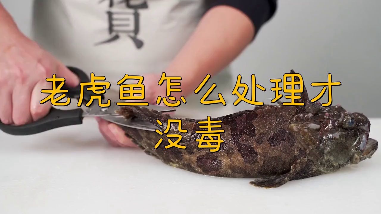 老虎魚有毒嗎怎么處理