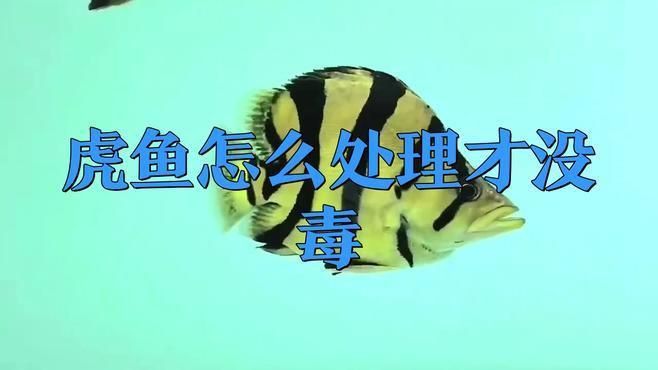 老虎魚有毒嗎怎么處理