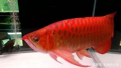 龍魚眼睛發紅怎么治療：龍魚眼睛發紅怎么辦