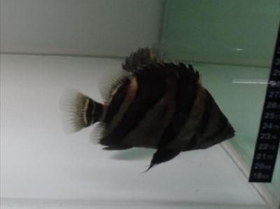 金龍魚保護級別（金龍魚人工繁育技術介紹金龍魚野外種群保護措施）