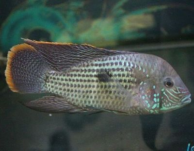 龍魚病了 水流大小：水流大小對龍魚健康的影響