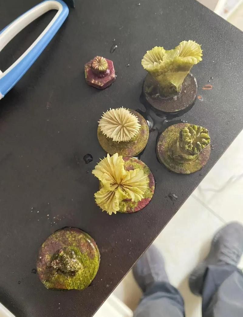 如何判斷銀龍魚是否感染細菌？