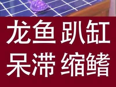 龍魚趴缸在水底不動怎么回事呀：龍魚趴缸不動可能是由多種因素引起的，可能是由多種因素引起的 龍魚趴缸在水底不動怎么回事呀：龍魚趴缸不動可能是由多種因素引起的，可能是由多種因素引起的 龍魚百科 第3張