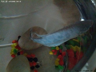 如何防止曼龍魚打架（怎樣防止曼龍魚打架）