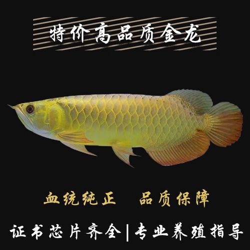 哪里可以買到健康的金龍苗？