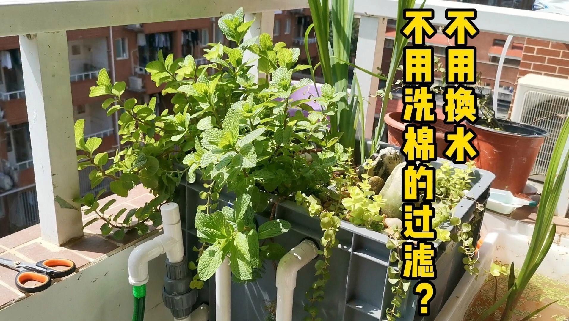 有哪些品牌過濾器適合龜增色龍魚？