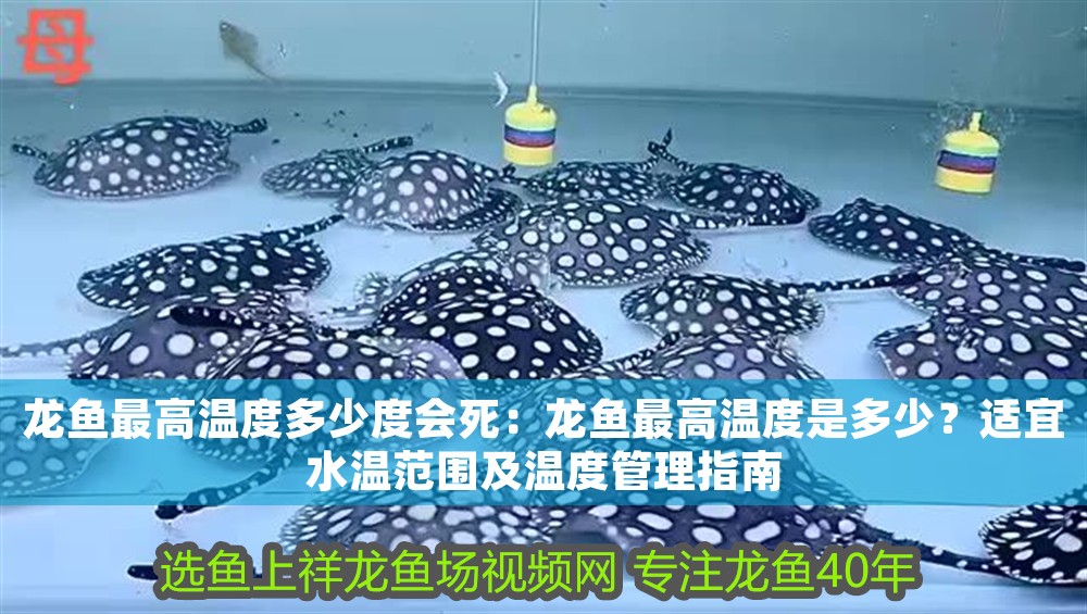 龍魚最高溫度多少度會死：龍魚最高溫度是多少？適宜水溫范圍及溫度管理指南