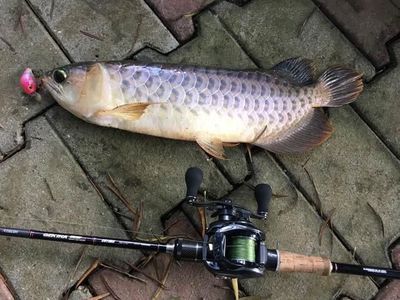 龍魚的水溫多少合適釣魚：北京南澤龍魚養殖水溫多少合適龍魚水溫多少合適