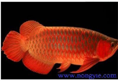紅龍魚貴不貴怎么看出來的（紅龍魚價格表紅龍魚多少錢一條紅龍魚多少錢一條）
