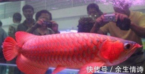 紅龍魚貴不貴怎么看出來的（紅龍魚價格表紅龍魚多少錢一條紅龍魚多少錢一條）