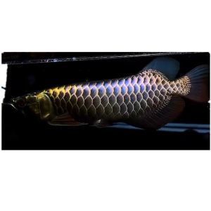 如何讓龍魚的魚鰭變大（如何增大龍魚的魚鰭）