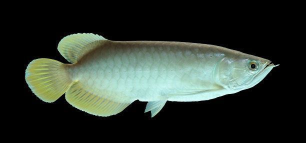 金龍魚黑底黑背好嗎能養(yǎng)嗎：金龍魚黑底黑背好嗎金龍魚黑底黑背好嗎 金龍魚黑底黑背好嗎能養(yǎng)嗎：金龍魚黑底黑背好嗎金龍魚黑底黑背好嗎 龍魚百科 第3張