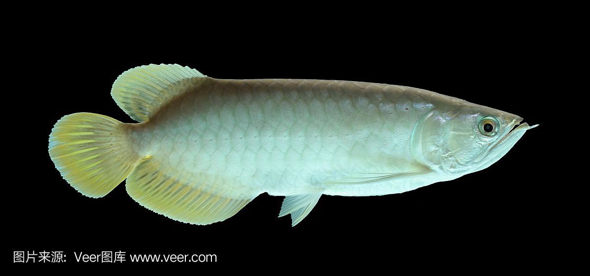 金龍魚黑底黑背好嗎能養(yǎng)嗎:金龍魚黑底黑背好嗎金龍魚黑底黑背好嗎 龍魚百科 第1張 金龍魚黑底黑背好嗎能養(yǎng)嗎:金龍魚黑底黑背好嗎金龍魚黑底黑背好嗎 金龍魚黑底黑背好嗎能養(yǎng)嗎:金龍魚黑底黑背好嗎金龍魚黑底黑背好嗎 龍魚百科 第1張