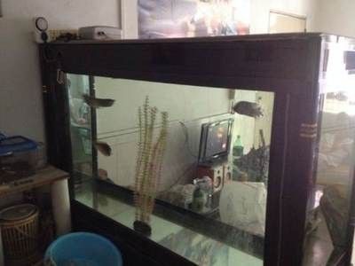 龍魚過濾材料多久更換一次啊：養龍魚的過程中，過濾材料的更換頻率是一個重要的考慮因素 龍魚過濾材料多久更換一次啊：養龍魚的過程中，過濾材料的更換頻率是一個重要的考慮因素 龍魚百科