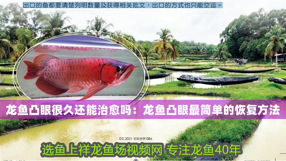 龍魚凸眼很久還能治愈嗎：龍魚凸眼最簡單的恢復方法