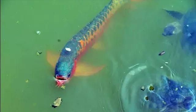 龍魚水質ph多少合適，如何檢測龍魚水質