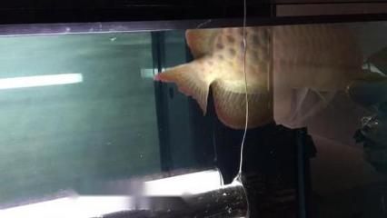 家里真的不適合養龍魚嗎視頻：家里養金龍魚好不好