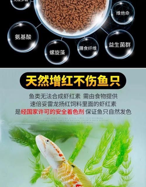 雷龍魚飼料魚