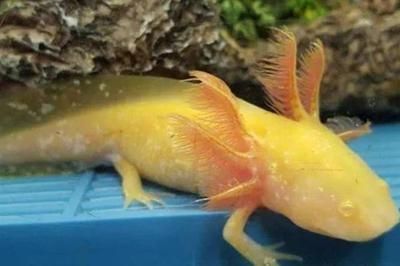 六角恐龍魚好吃嗎：六角恐龍魚被咬傷了怎么辦