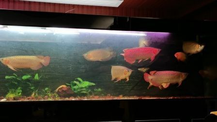 國內龍魚都是進口的嗎知乎推薦：國內龍魚養殖能力在哪 國內龍魚都是進口的嗎知乎推薦：國內龍魚養殖能力在哪 龍魚百科 第3張