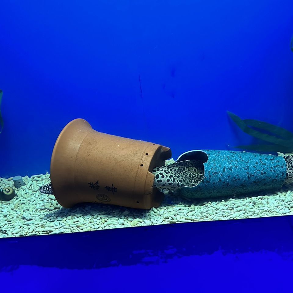 金魚有一只眼睛充血發紅