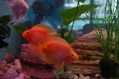 紅龍魚褪色了（紅龍魚褪色可能由多種因素引起，） 紅龍魚褪色了（紅龍魚褪色可能由多種因素引起，） 龍魚百科 第4張