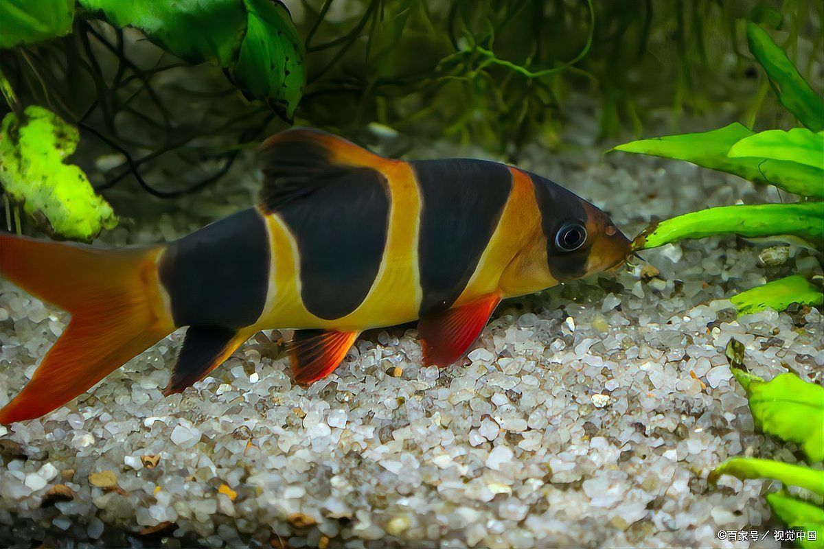 龍魚受傷破皮會自愈嗎 龍魚受傷破皮會自愈嗎 龍魚百科 第4張