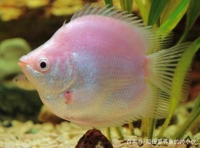龍魚只在水面上游動：龍魚只在水面上游動可能有多種原因龍魚只在水面上游動