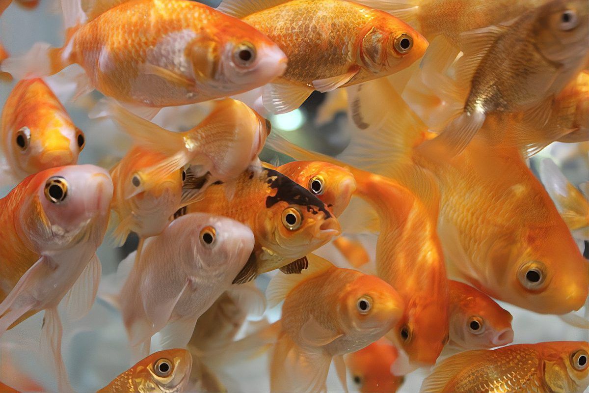 金龍魚水溫多少度合適養魚 金龍魚水溫多少度合適養魚 龍魚百科 第12張