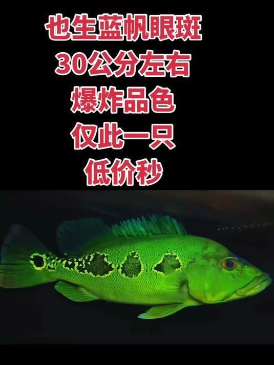 藍帆眼斑三間值得買嗎