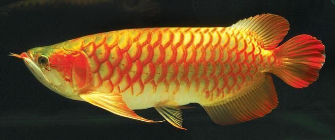 龍魚圖騰最厲害三個東西