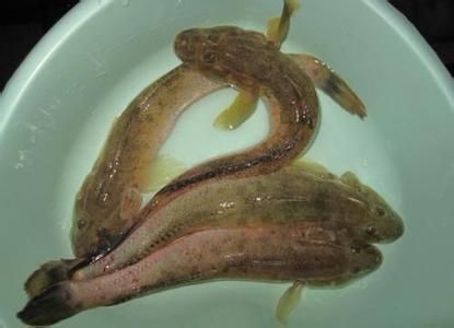 龍魚和烏魚哪個貴：為什么龍魚的價格比烏魚貴那么多？ 龍魚和烏魚哪個貴：為什么龍魚的價格比烏魚貴那么多？ 龍魚百科 第3張