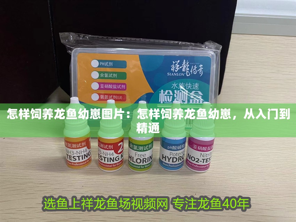 怎樣飼養龍魚幼崽圖片：怎樣飼養龍魚幼崽，從入門到精通