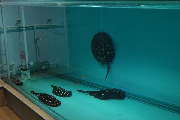 混養(yǎng)龍魚(yú)和魟魚(yú)需要多大的水族箱？