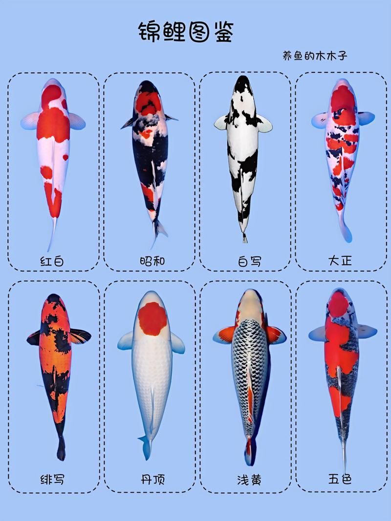 鯉魚品種大全及圖片